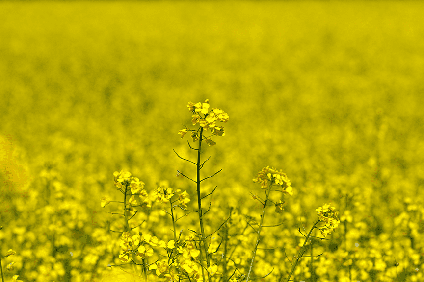 Canola field 1